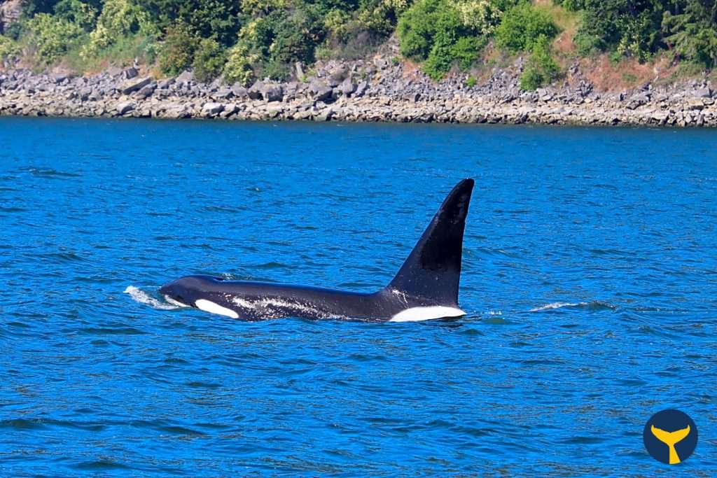 Orca sighting